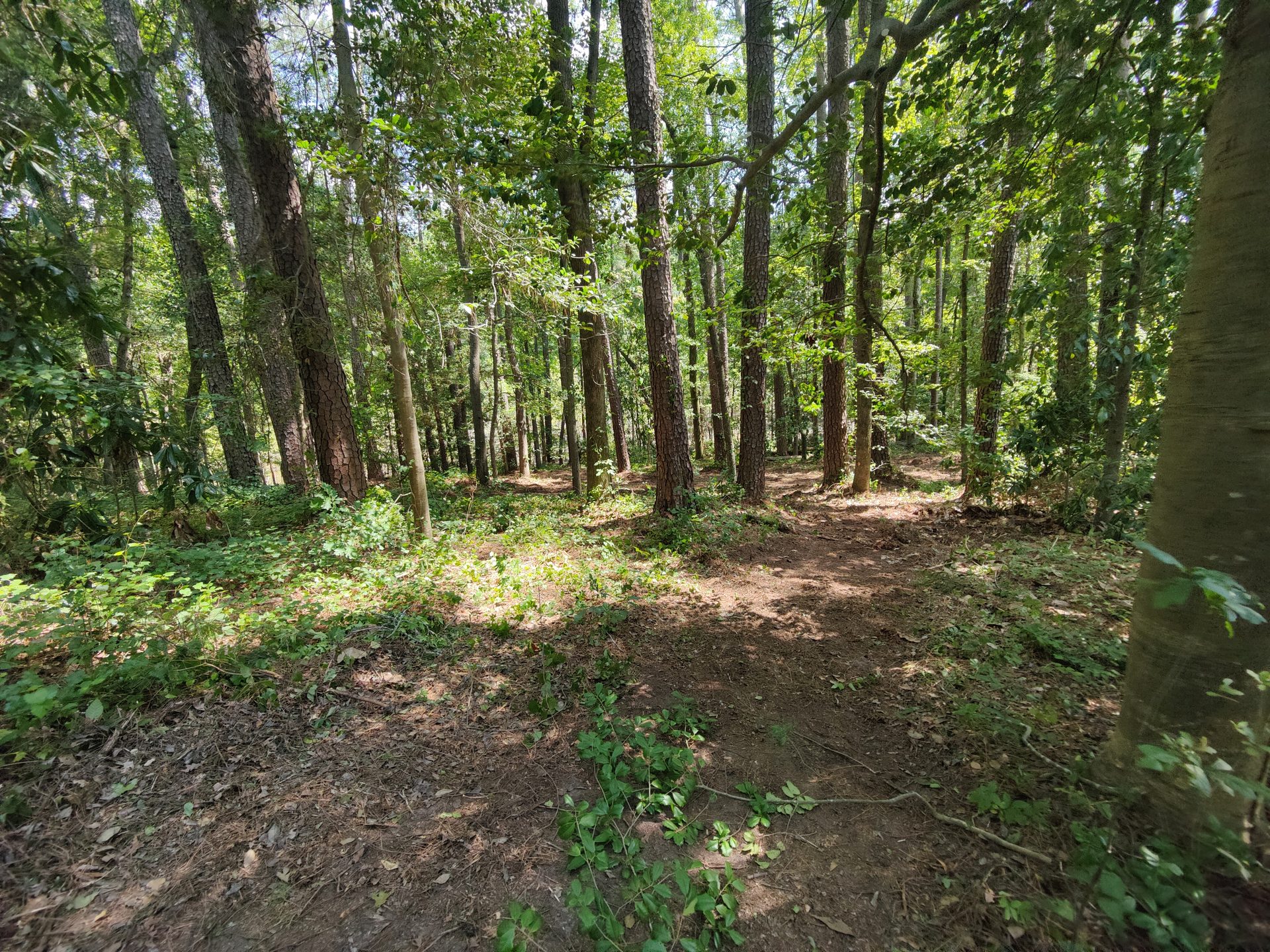 Trail cutting pass for riding, walking, or hunting access